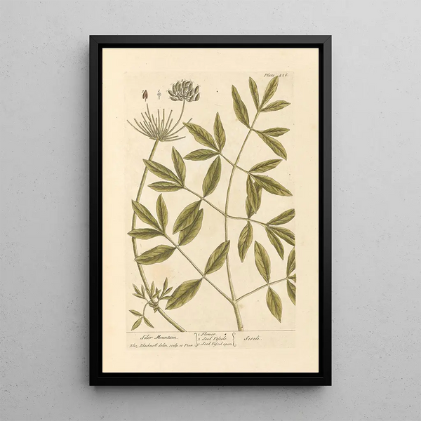 Berg der Siler - Elizabeth Blackwell — gerahmtes Bild an der Wand
