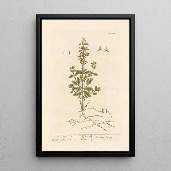Kleine Germandrée - Elizabeth Blackwell — gerahmtes Bild an der Wand