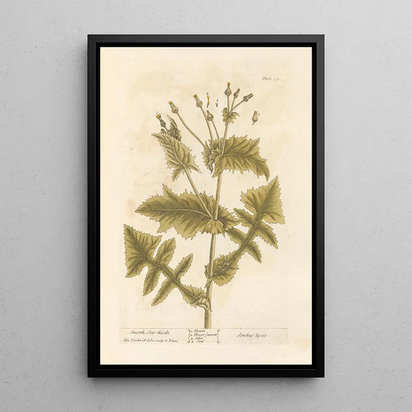 Laiteron lisse - Elizabeth Blackwell — gerahmtes Bild an der Wand