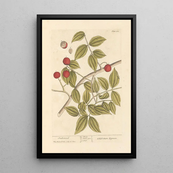 Holz der Schlange - Elizabeth Blackwell — gerahmtes Bild an der Wand