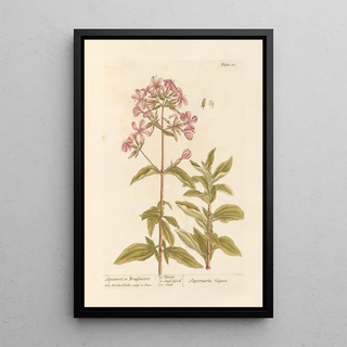 Elizabeth Blackwell - Sopewort or bruisewort.webp