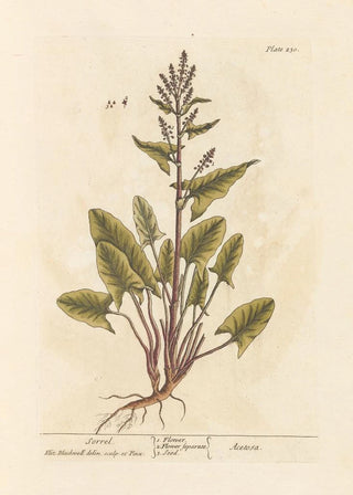 Elizabeth Blackwell - Sorrel.webp