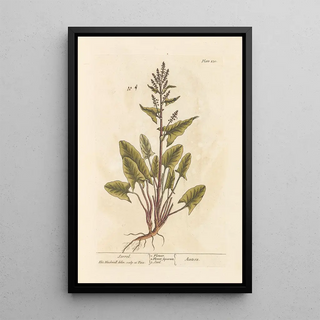 Elizabeth Blackwell - Sorrel.webp