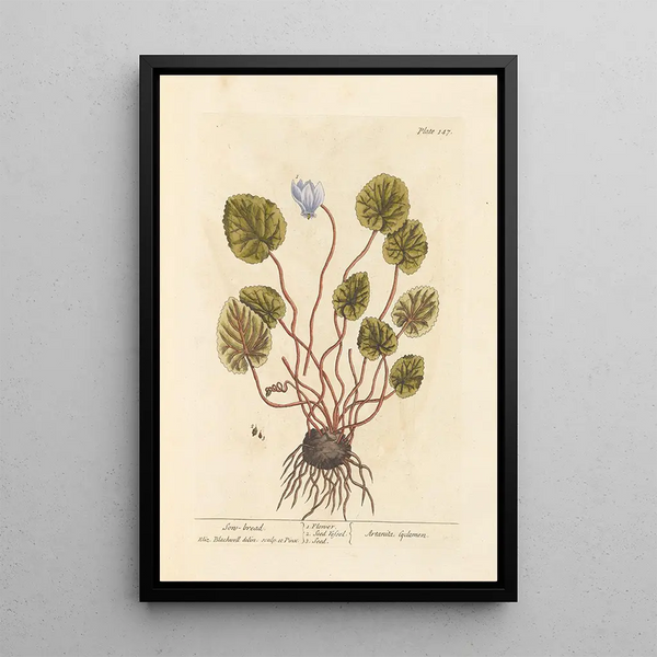 Cyclamen - Elizabeth Blackwell — gerahmtes Bild an der Wand