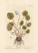 Cyclamen - Elizabeth Blackwell — Ansicht des Kunstwerks