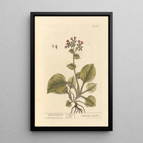 Pulmonales Flecken-Gemälde - Elizabeth Blackwell — gerahmtes Bild an der Wand