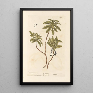 Elizabeth Blackwell - Spurge laurel.webp