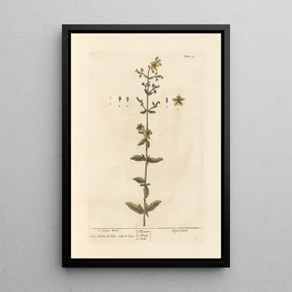 Millepertuis - Elizabeth Blackwell — gerahmtes Bild an der Wand
