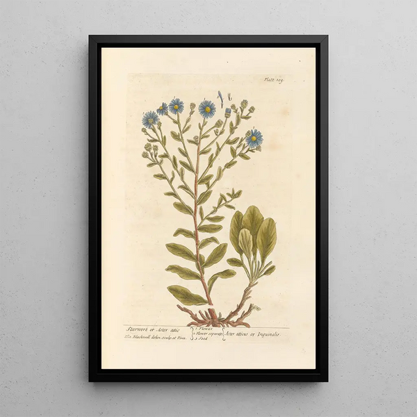 Aster étoilé ou aster attique - Elizabeth Blackwell — gerahmtes Bild an der Wand