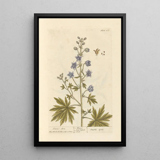 Elizabeth Blackwell - Staves acre.webp