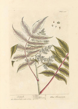 Elizabeth Blackwell - Sumach.webp