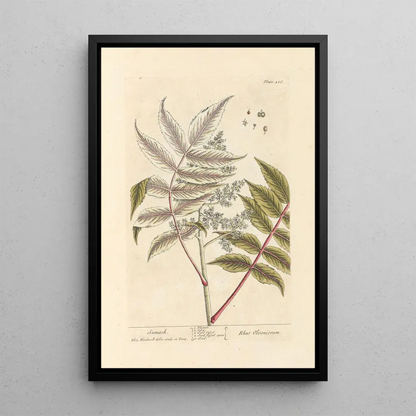 Sumac - Elizabeth Blackwell — gerahmtes Bild an der Wand