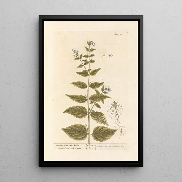 Dompte-venin - Elizabeth Blackwell — gerahmtes Bild an der Wand
