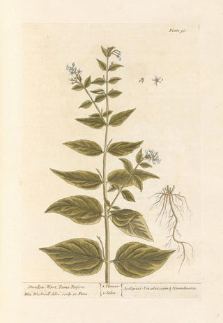 Elizabeth Blackwell - Swallow wort tame poison.webp