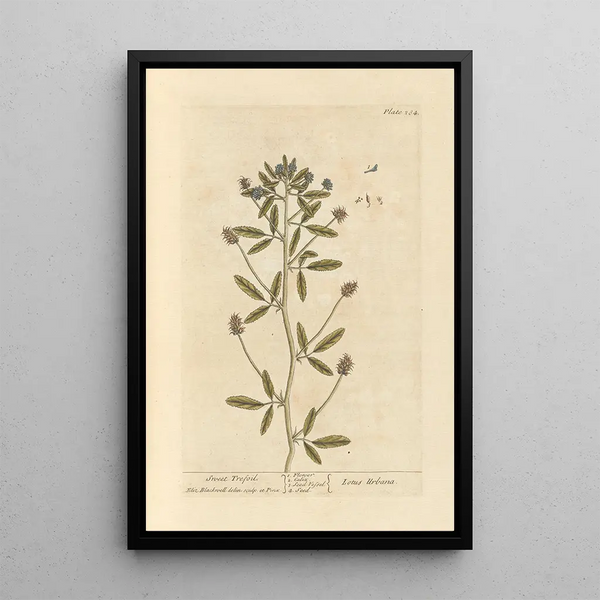 Trèfle doux - Elizabeth Blackwell — gerahmtes Bild an der Wand