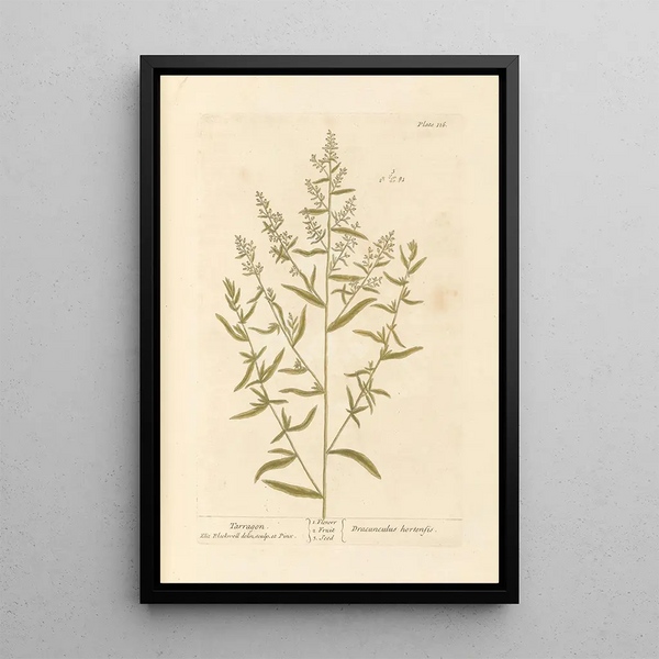 Estragon - Elizabeth Blackwell — gerahmtes Bild an der Wand