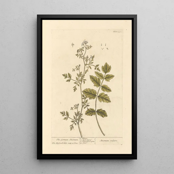 L'amome allemand - Elizabeth Blackwell — gerahmtes Bild an der Wand