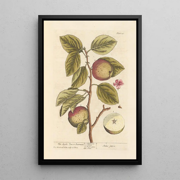 Der Apfelbaum oder Birnbaum - Elizabeth Blackwell — gerahmtes Bild an der Wand