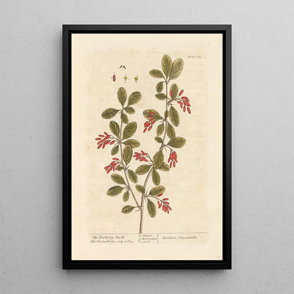 L'épine-vinette - Elizabeth Blackwell — gerahmtes Bild an der Wand