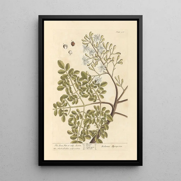 Die nuss von ben oder öligen eichel - Elizabeth Blackwell — gerahmtes Bild an der Wand