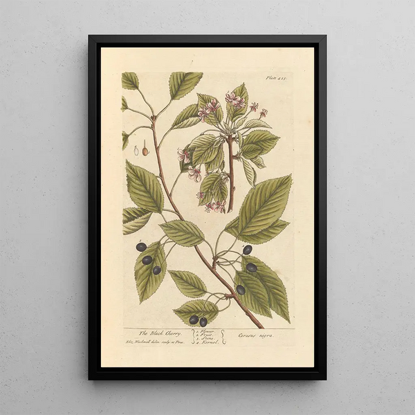 Der Kirschbaum - Elizabeth Blackwell — gerahmtes Bild an der Wand