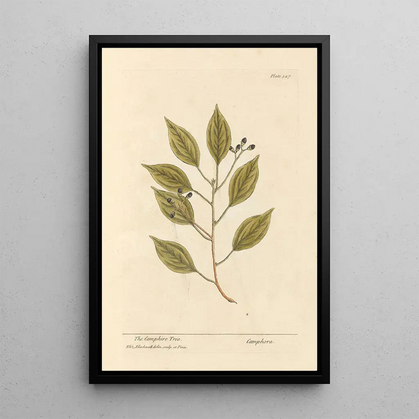 Der Kampferbaum - Elizabeth Blackwell — gerahmtes Bild an der Wand
