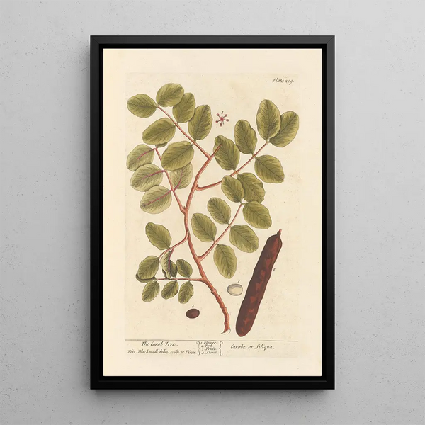 Der Karthäuserstrauch - Elizabeth Blackwell — gerahmtes Bild an der Wand