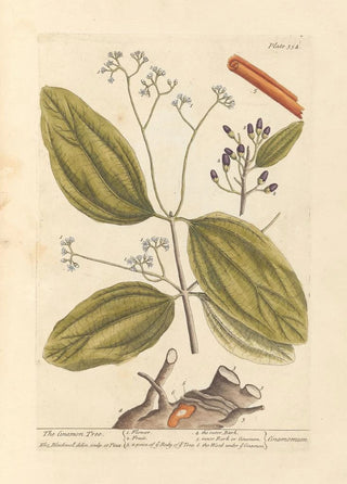Elizabeth Blackwell - The cinamon tree.webp