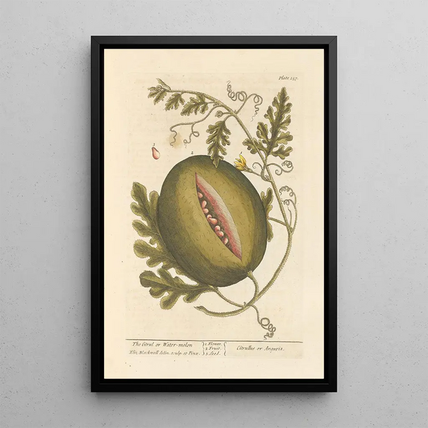 Der Citrullus oder Wassermelone - Elizabeth Blackwell — gerahmtes Bild an der Wand