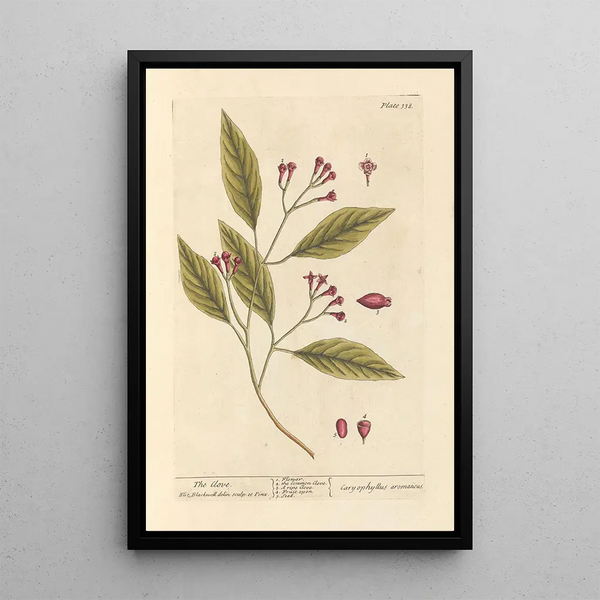 Der Nelkenstift - Elizabeth Blackwell — gerahmtes Bild an der Wand