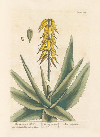 Elizabeth Blackwell - The common aloes.webp