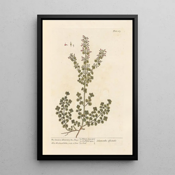 La calament des boutiques - Elizabeth Blackwell — gerahmtes Bild an der Wand