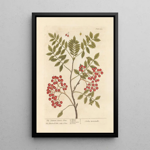 Der Maulbeerbaum - Elizabeth Blackwell — gerahmtes Bild an der Wand