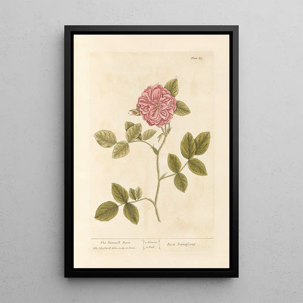 Die Rose von Damaskus - Elizabeth Blackwell — gerahmtes Bild an der Wand