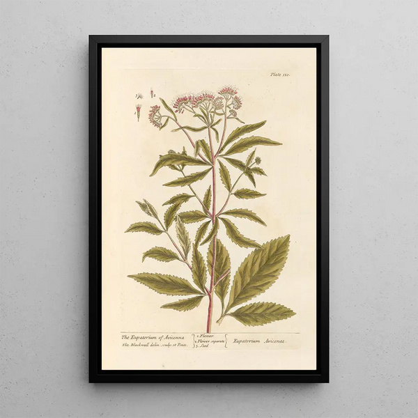 L' Eupatoire von Avicenne - Elizabeth Blackwell — gerahmtes Bild an der Wand