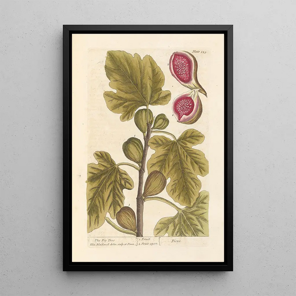Der Feigenbaum - Elizabeth Blackwell — gerahmtes Bild an der Wand