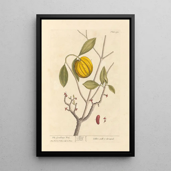 Der Garcinia - Elizabeth Blackwell — gerahmtes Bild an der Wand