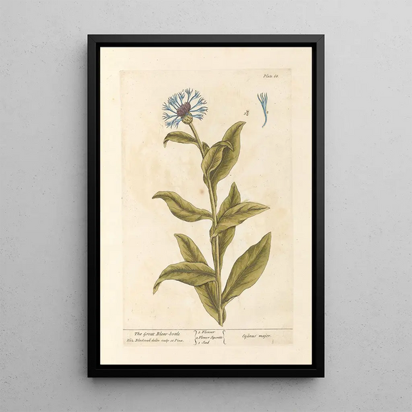 Die große blaue Fliege - Elizabeth Blackwell — gerahmtes Bild an der Wand
