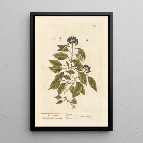 Der Efeu - Elizabeth Blackwell — gerahmtes Bild an der Wand