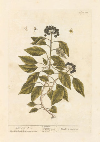 Elizabeth Blackwell - The ivy tree.webp