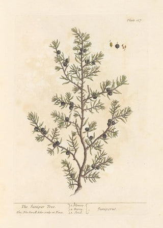 Elizabeth Blackwell - The juniper tree.webp