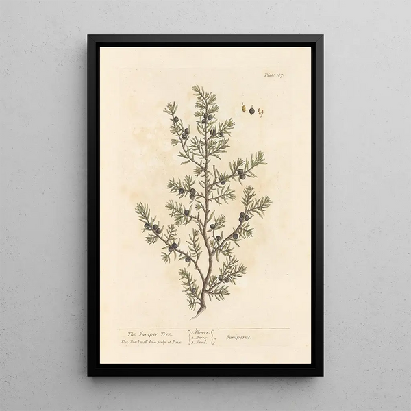 Der Wacholder - Elizabeth Blackwell — gerahmtes Bild an der Wand