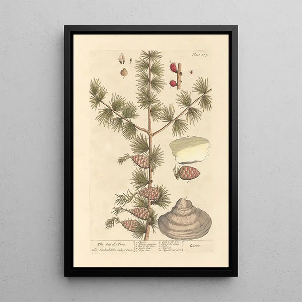 Der Lärchenbaum - Elizabeth Blackwell — gerahmtes Bild an der Wand