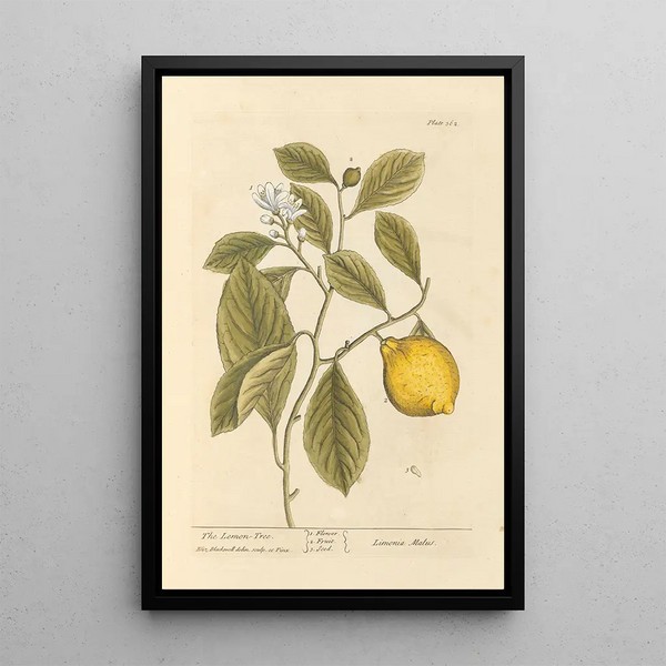 Der Zitronenbaum - Elizabeth Blackwell — gerahmtes Bild an der Wand