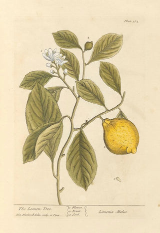 Elizabeth Blackwell - The lemon tree.webp