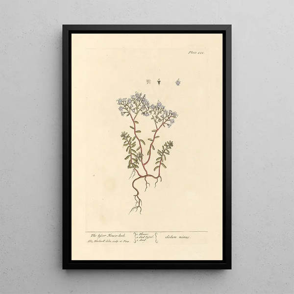 La petite joubarbe - Elizabeth Blackwell — gerahmtes Bild an der Wand