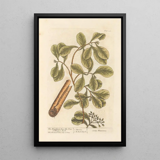 Elizabeth Blackwell - The magellanic baylike tree or winters bark.webp
