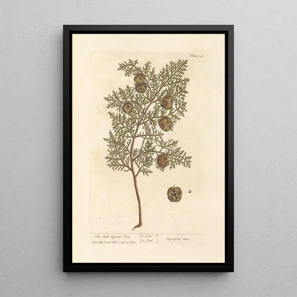 Der männliche Zypresse - Elizabeth Blackwell — gerahmtes Bild an der Wand