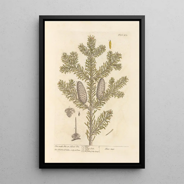 Der männliche Tannenbaum oder Silber-Tanne - Elizabeth Blackwell — gerahmtes Bild an der Wand