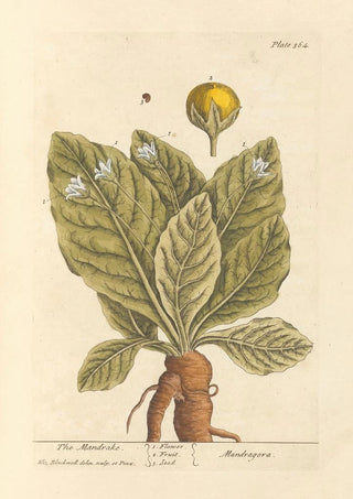 Elizabeth Blackwell - The mandrake.webp